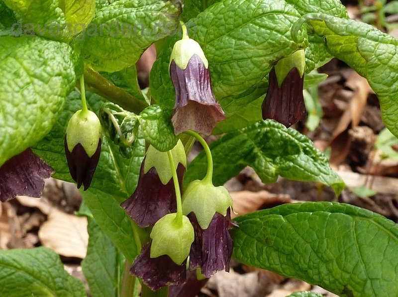 European Scopolia flowers Seeds - Scopolia Carniolica - Caribbean garden seed