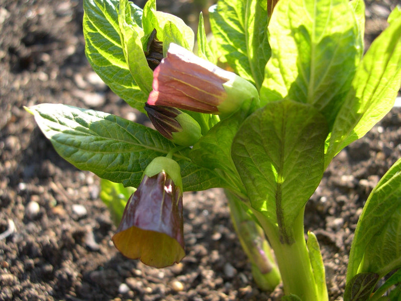 European Scopolia flowers Seeds - Scopolia Carniolica - Caribbean garden seed