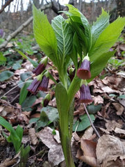 European Scopolia flowers Seeds - Scopolia Carniolica - Caribbean garden seed