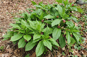 European Scopolia flowers Seeds - Scopolia Carniolica - Caribbean garden seed