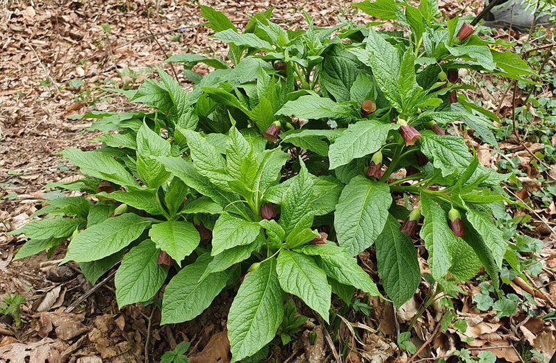 European Scopolia flowers Seeds - Scopolia Carniolica - Caribbean garden seed