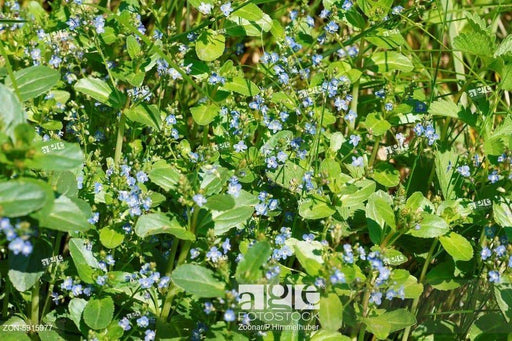 European Speedwell seeds,Veronica Beccabunga,Perennial groundcover - Caribbeangardenseed