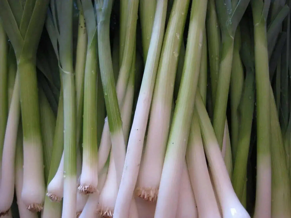 Evergreen WHITE  BUNCHING Onion Seeds, Asian Vegetable - Caribbean garden seed