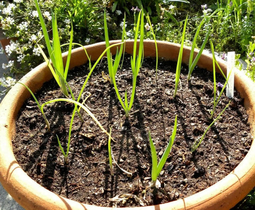 Evergreen WHITE  BUNCHING Onion Seeds, Asian Vegetable - Caribbean garden seed