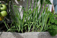 Evergreen WHITE  BUNCHING Onion Seeds, Asian Vegetable - Caribbean garden seed