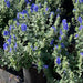 Evolvulus Blue Daze (LIVE STARTER PLANT) CREEPING VINE - Caribbean garden seed