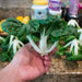 EXTRA DWARF Pak Choi  Seeds ,white cabbage, ASIAN VEGETABLE - Caribbean garden seed