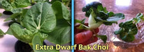 EXTRA DWARF Pak Choi  Seeds ,white cabbage, ASIAN VEGETABLE - Caribbean garden seed