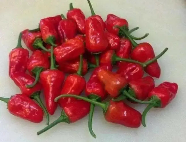 Facing heaven pepper Seeds, (Capsicum.annuum) Asian Vegetable - Caribbean garden seed