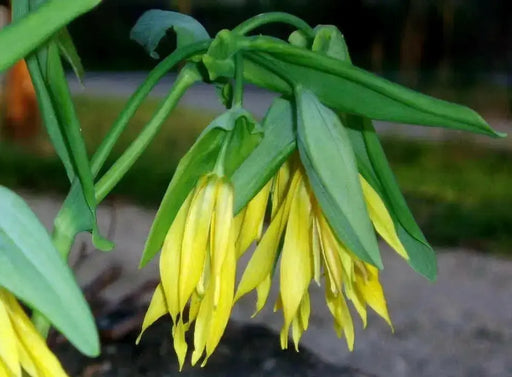 Fairybells/Bellwort (Uvularia grandiflora) Shade loving Perennial - Native Wildflowers ! Very hardy to zone 3 - Caribbean garden seed