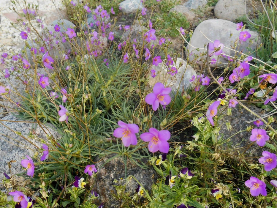 fameflower Seeds (Talinum paniculatum) ,Succulent ,Perennial Groundcover . - Caribbeangardenseed