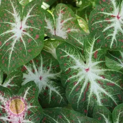 Fancy-leaf Caladium Bulbs (Hearts Desire) Tropical Look, Jamaican Coco Rose - Caribbean garden seed