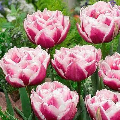 Fantasy Lady Tulip ,Double Late spring flowering ,fall bulbs - Caribbean garden seed