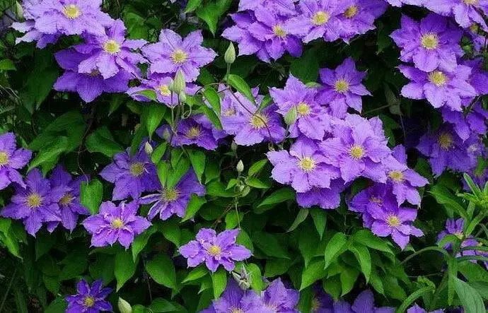 Clematis WILL GOODWIN (Starter Plant) PERENNIAL VINE - Caribbean garden seed