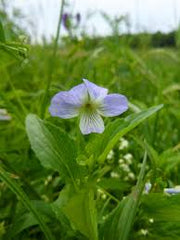 Fen Violet -  Flower Seeds - Caribbean garden seed