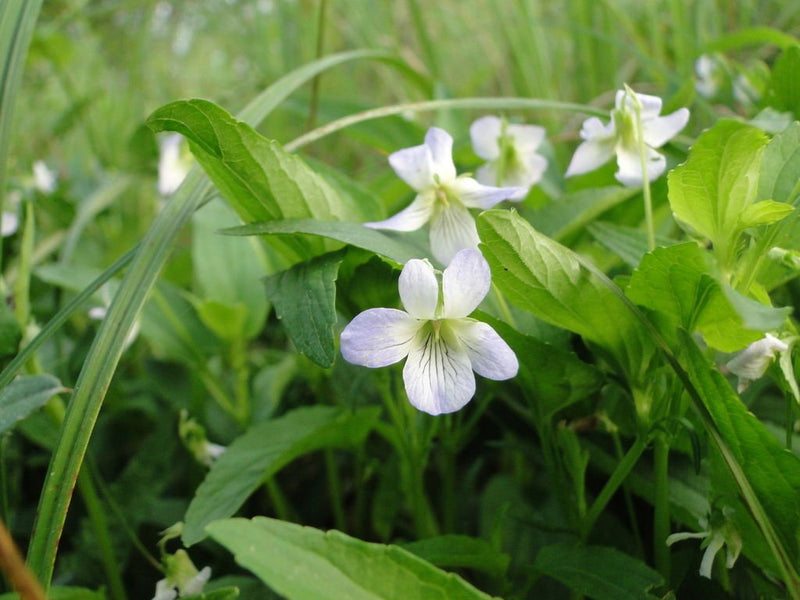 Fen Violet -  Flower Seeds - Caribbean garden seed