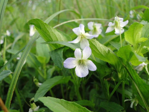 Fen Violet -  Flower Seeds - Caribbean garden seed