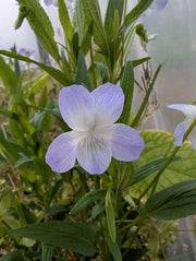 Fen Violet -  Flower Seeds - Caribbean garden seed