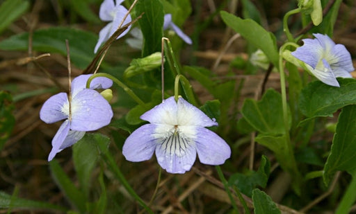 Fen Violet -  Flower Seeds - Caribbean garden seed