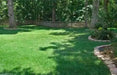Fescue grass seed blend ,Combat Extreme, For Northern Zone - USDA Zones 4 - 5 - Caribbean garden seed