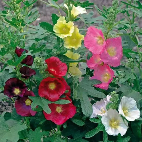 Fig-leaf Hollyhock SEEDS 'Las Vegas' (MIXED) PERENNIAL FLOWERS - Caribbean garden seed