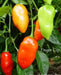 FINGER CLIP , HOT Pepper Seeds, Capsicum chinense - Caribbean garden seed