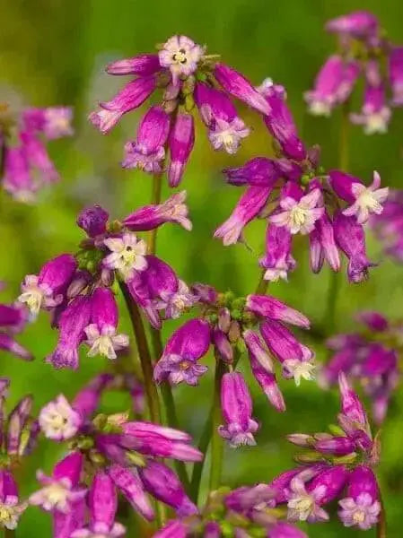 Firecracker Flower (BULBS) Pink Surprise - Caribbean garden seed