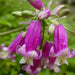 Pink Surprise Firecracker Flower (BULBS) fall planting - Caribbeangardenseed