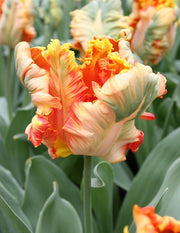 Flaming Parrot Tulip (Bulbs),Beautiful tulips. Fall Planting Bulbs!