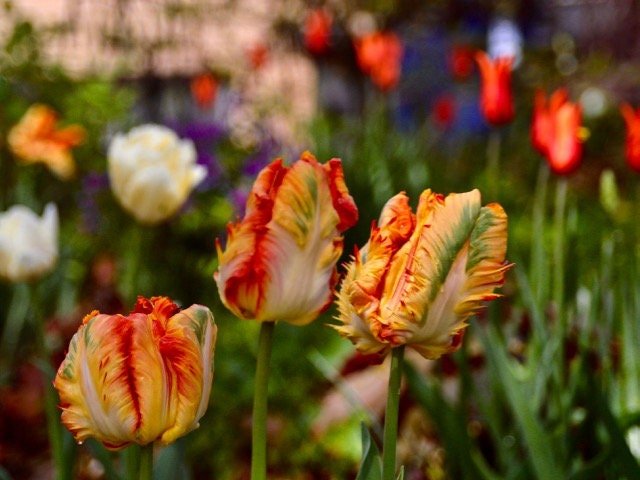 Flaming Parrot Tulip (Bulbs),Beautiful tulips. Fall Planting Bulbs!