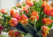 Flaming Parrot Tulip (Bulbs),Beautiful tulips. Fall Planting Bulbs!