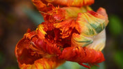 Flaming Parrot Tulip (Bulbs),Beautiful tulips. Fall Planting Bulbs!