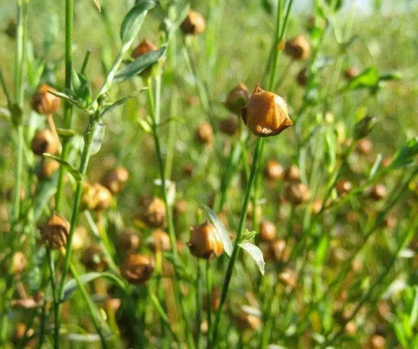 FLAX Herb  Seeds,ANNUAL FLOWERS, JAMAICAN LINSEED