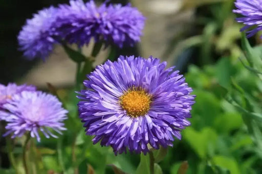 Fleabane Daisy Seeds, Erigeron Speciosus - Azure Fairy - Caribbeangardenseed