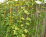 Florida Speckled Lima ( Pole Bean, HEIRLOOm) Annual VEGETABLE - Caribbean garden seed