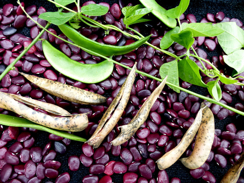 Dutch Purple Burgundy Pole Lima Bean Seeds