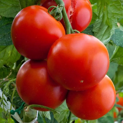 Floridade Tomato seeds - Slicing Heirloom , annual vegetable Caribbean garden seed