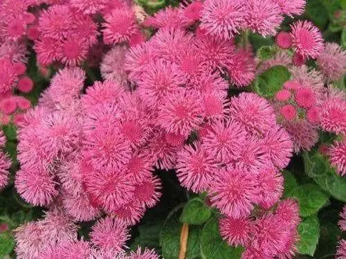 Floss Flower Seeds,ageratum houstonianum,Cloud Nine Pink-PEL,Early Variety. - Caribbean garden seed