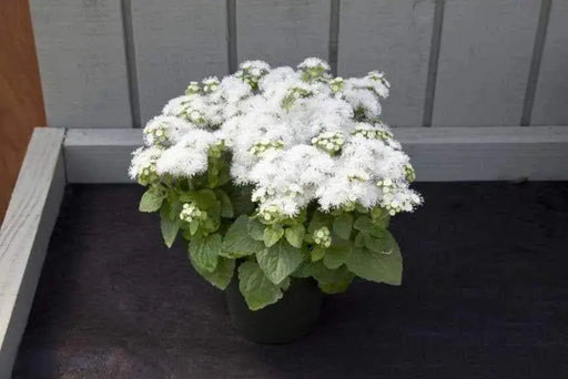 Floss Flower Seeds,ageratum houstonianum,Cloud Nine White-PEL,Early Variety. - Caribbeangardenseed