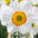 Flower Record Daffodil Bulb , excellent for naturalizing - Caribbeangardenseed