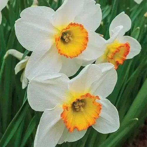 Flower Record  Daffodil Bulb , excellent for naturalizing - Caribbean garden seed