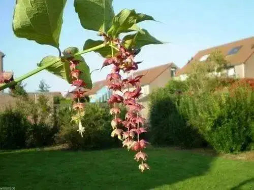 Flowering vine Himalayan Honeysuckle seeds.