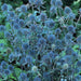 Flowers seed ERYNGIUM alpinum 'Blue Star Alpine Sea Holly - Caribbeangardenseed