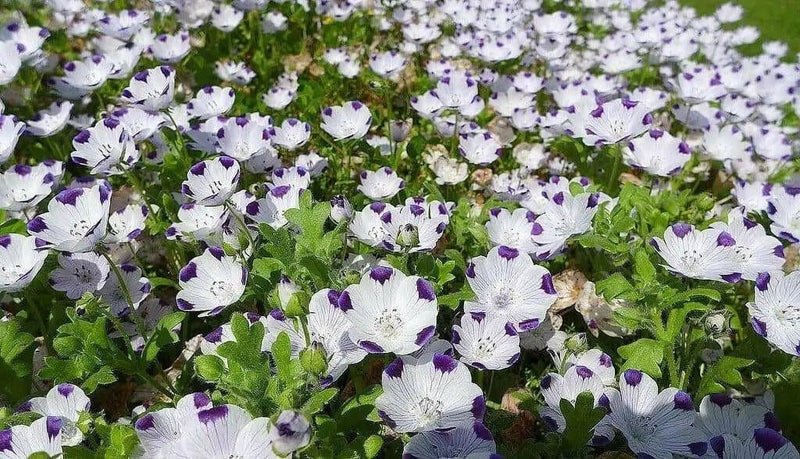 FLOWERS Seeds-FIVE SPOT - Nemophila Maculata wildflowers - Caribbean garden seed
