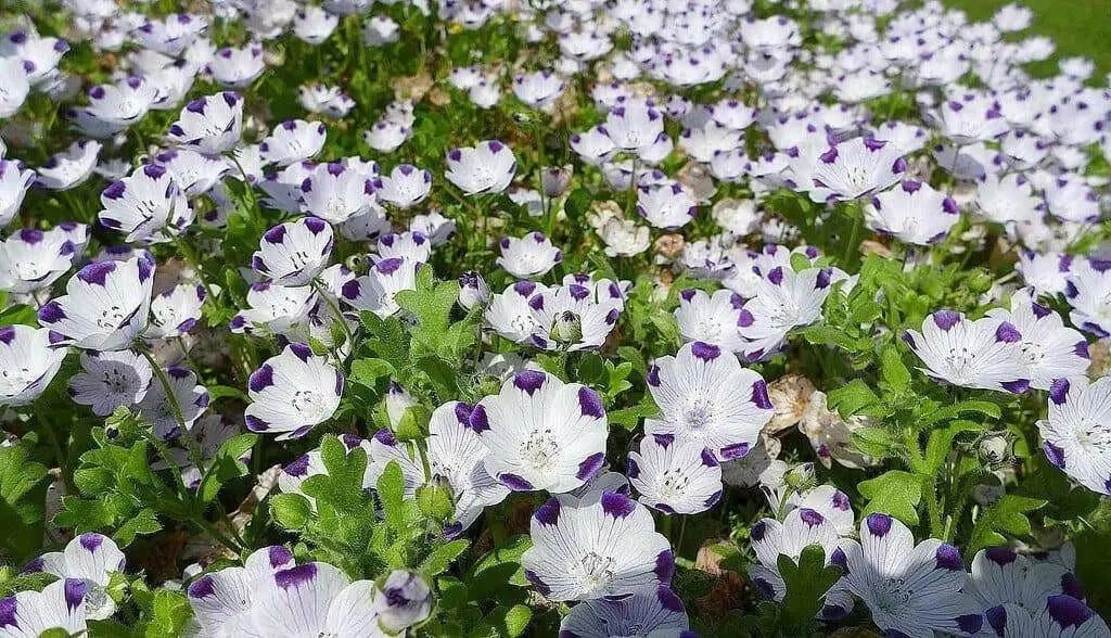 FLOWERS Seeds-FIVE SPOT - Nemophila Maculata wildflowers - Caribbean garden seed