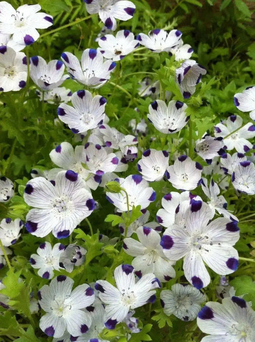 FLOWERS Seeds-FIVE SPOT - Nemophila Maculata wildflowers - Caribbean garden seed
