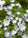 FLOWERS Seeds-FIVE SPOT - Nemophila Maculata wildflowers - Caribbean garden seed