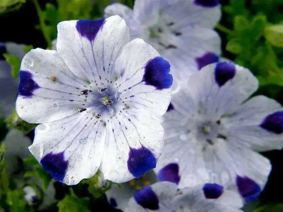 FLOWERS Seeds-FIVE SPOT - Nemophila Maculata wildflowers - Caribbean garden seed