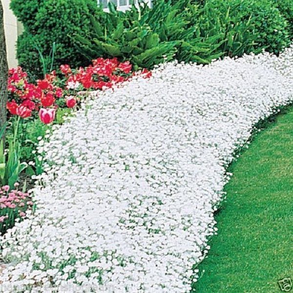 Flowers Seed - Snow in summer, Groundcover - Caribbean garden seed