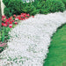 Flowers Seed - Snow in summer, Groundcover - Caribbean garden seed